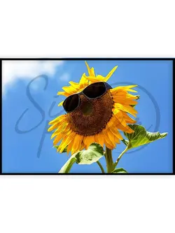 آفتابگردان خوشحال - happy sunflower