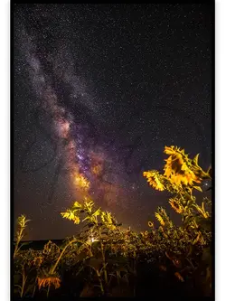 خواب آفتابگردان - sleep of sunflower