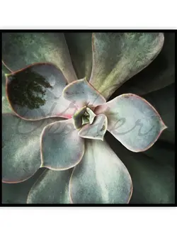 کاکتوس سبز - green cactus