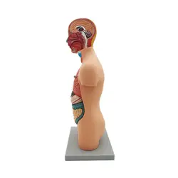 مولاژ انسان 1/2 ساده