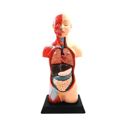 مولاژ انسان