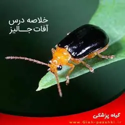 خلاصه نکته ای درس آفات جالیز در کشاورزی - گیاه پزشکی