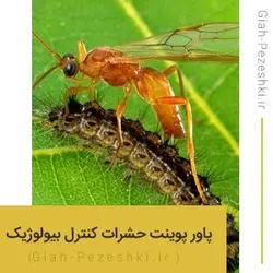 فایل پاورپوینت شناسایی و معرفی حشرات موثر در کنترل بیولوژیک - گیاه پزشکی