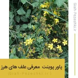 پاورپوینت آماده شناسایی و معرفی 50 گونه علف های هرز ایران - گیاه پزشکی