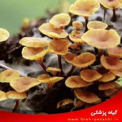 دانلود نمونه سوال پایان ترم قارچ شناسی کارشناسی رشته گیاه پزشکی - گیاه پزشکی