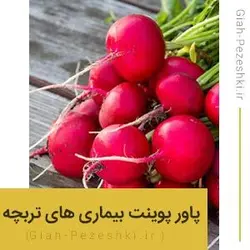 فایل پاورپوینت تحقیق آماده بیماری های مهم تربچه - گیاه پزشکی