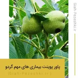 فایل پاورپوینت آماده بیماری های مهم درخت گردو - گیاه پزشکی