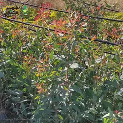 نهال اکالیپتوس (خرید عمده) - فروشگاه شهر قشنگ