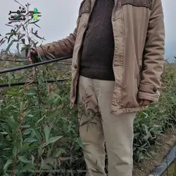 نهال اکالیپتوس (خرید عمده) - فروشگاه شهر قشنگ