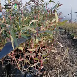 نهال اکالیپتوس (خرید عمده) - فروشگاه شهر قشنگ