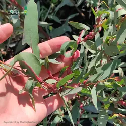 نهال اکالیپتوس (خرید عمده) - فروشگاه شهر قشنگ