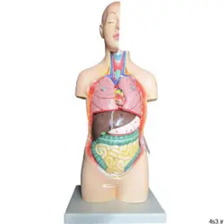 بازی آموزشی طرح مولاژ نیم تنه انسان مدل ASM02
