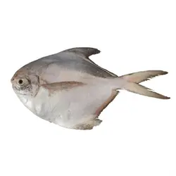 ماهی حلوا سفید