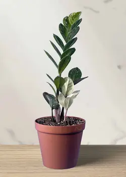 زاموفیلیا ابلق مادری 4 شاخه (*)