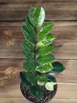 زاموفیلیا ابلق مادری 4 شاخه (*)