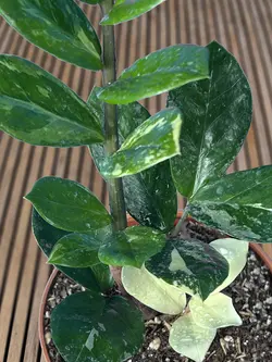 زاموفیلیا ابلق مادری 4 شاخه (*)