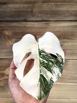 برگ انجیری ابلق تک برگ (*)