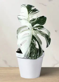 برگ انجیری مانسترا ابلق 2 برگ (*)