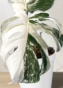 برگ انجیری مانسترا ابلق 2 برگ (*)