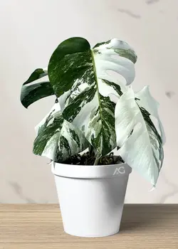 برگ انجیری تایگر ابلق 3 برگ (*)