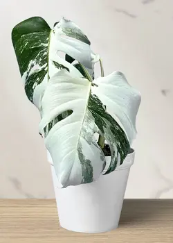 برگ انجیری تایگر ابلق 3 برگ (*)