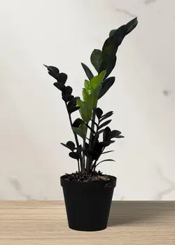 زاموفیلیا سوپر بلک (سایز2)