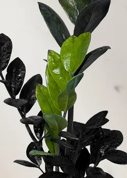 زاموفیلیا سوپر بلک (سایز2)