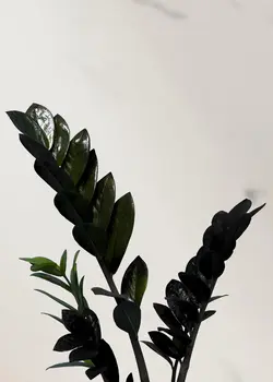 زاموفیلیا سوپر بلک (سایز2)