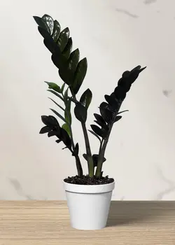 زاموفیلیا سوپر بلک (سایز2)