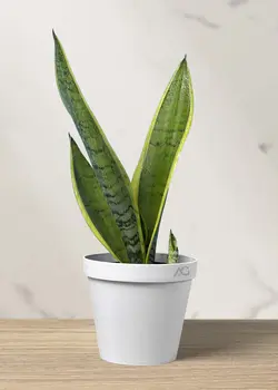 سانسوریا سیلور گلد کراواتی