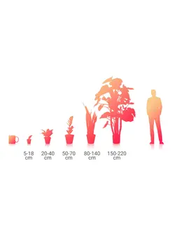 سانسوریا سیلور گلد کراواتی