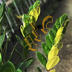 برگ ریزوم دار زاموفیلیا ابلق تایلندی (رنگ سبز)