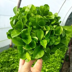 سبزه نارنج عمده (خرید زیر 500 عدد)