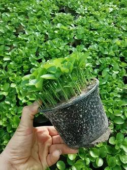 سبزه نارنج عمده (خرید زیر 500 عدد)