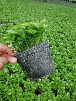 سبزه نارنج عمده (خرید زیر 500 عدد)