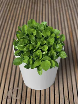 سبزه نارنج عید