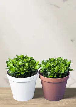 سبزه نارنج عید