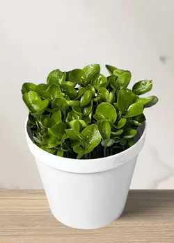 سبزه نارنج عید