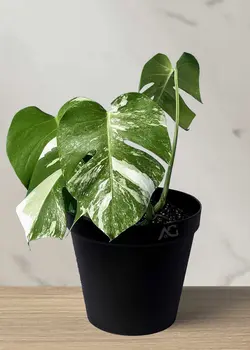 مانسترا ابلق (4 برگ)*