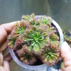 گیاه گوشتخوار دروزرا (Drosera)