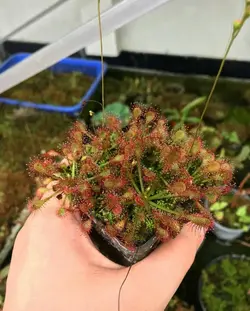 گیاه گوشتخوار دروزرا (Drosera)