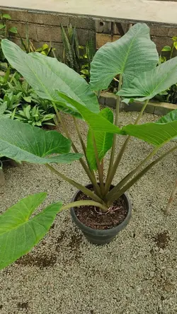 بابا آدم تنه قرمز (*)