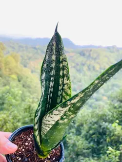 سانسوریا سیلور فلیم