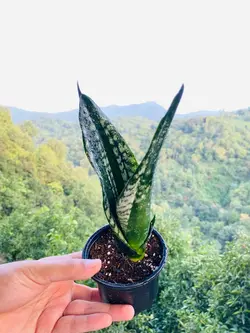 سانسوریا سیلور فلیم