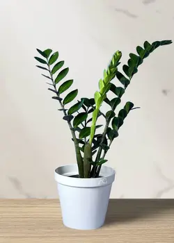 زاموفیلیا سبز شاخه بلند*