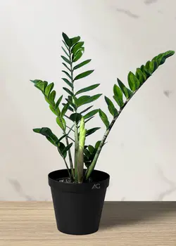 زاموفیلیا سبز شاخه بلند*