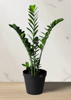 زاموفیلیا سبز شاخه بلند*