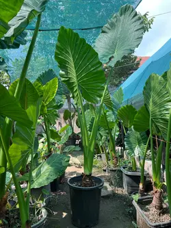 بابا آدم جاینت 1.8 تا 2 متری (*)