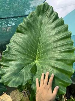 بابا آدم جاینت 1.8 تا 2 متری (*)