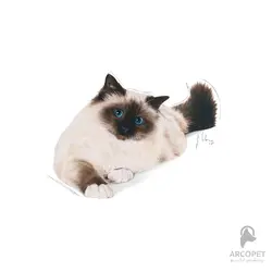 غذای خشک گربه رویال کنین مدل هیربال Hairball
